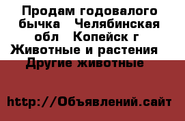 Продам годовалого бычка - Челябинская обл., Копейск г. Животные и растения » Другие животные   